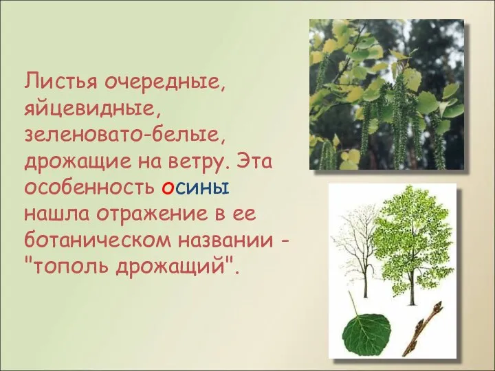 Листья очередные, яйцевидные, зеленовато-белые, дрожащие на ветру. Эта особенность осины нашла