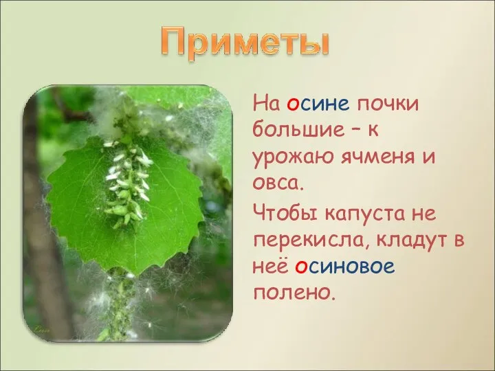 На осине почки большие – к урожаю ячменя и овса. Чтобы