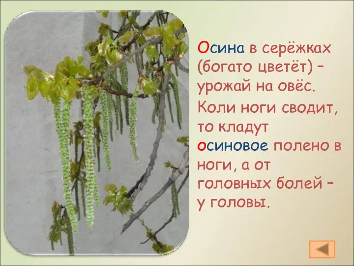 Осина в серёжках (богато цветёт) – урожай на овёс. Коли ноги