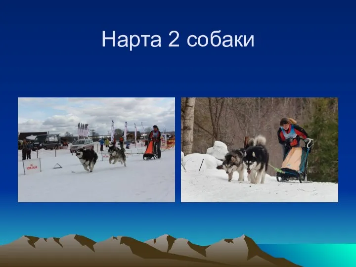 Нарта 2 собаки