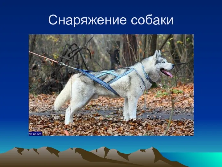 Снаряжение собаки