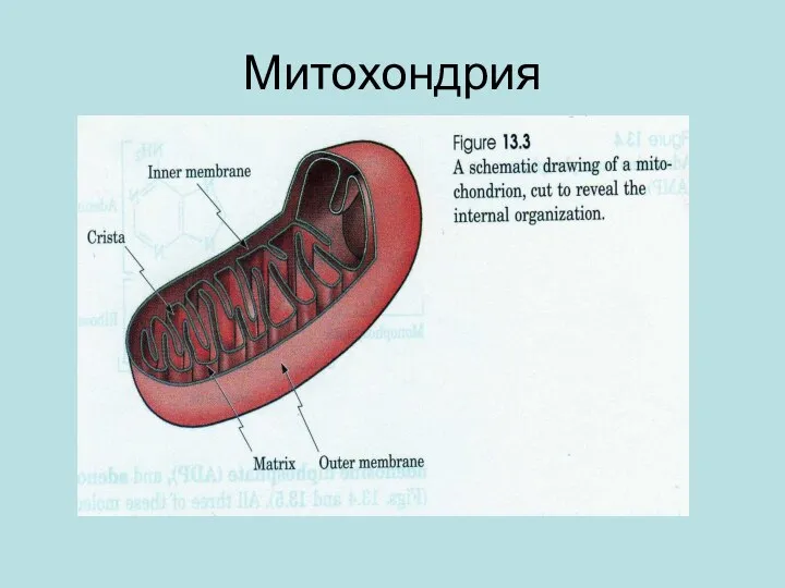 Митохондрия