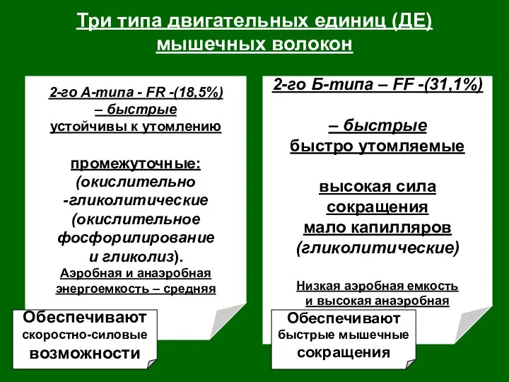 Три типа двигательных единиц (ДЕ) мышечных волокон 2-го А-типа - FR