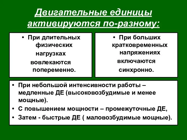 Двигательные единицы активируются по-разному: При длительных физических нагрузках вовлекаются попеременно. При