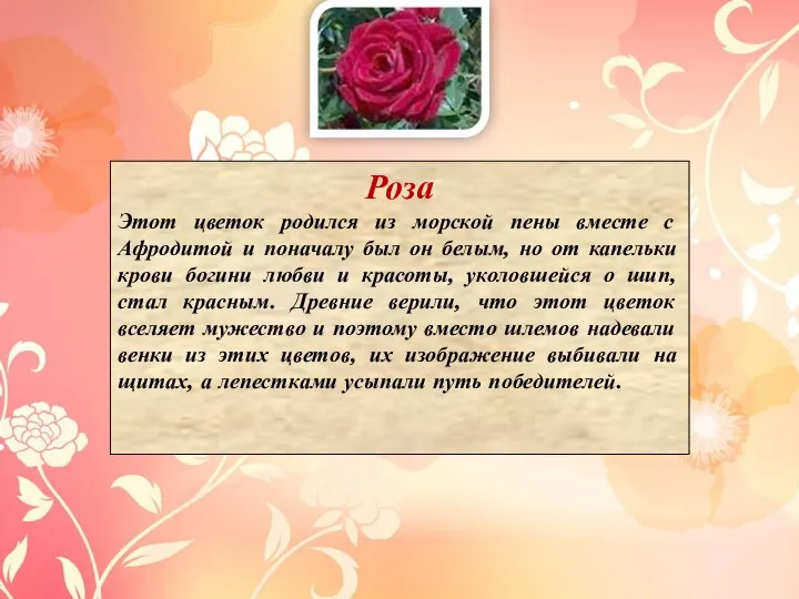 Роза Этот цветок родился из морской пены вместе с Афродитой и