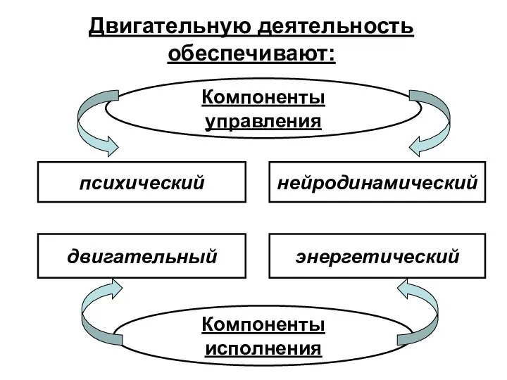 психический двигательный энергетический нейродинамический Компоненты управления Компоненты исполнения Двигательную деятельность обеспечивают: