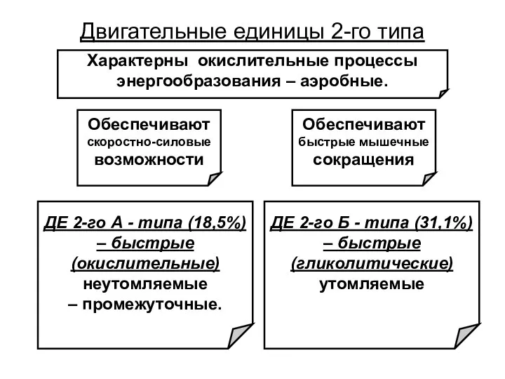 ДЕ 2-го А - типа (18,5%) – быстрые (окислительные) неутомляемые –