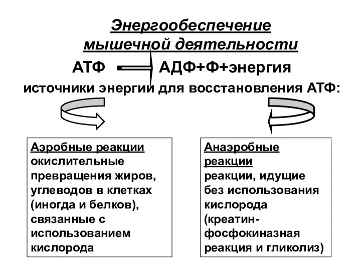 Энергообеспечение мышечной деятельности АТФ АДФ+Ф+энергия источники энергии для восстановления АТФ: Аэробные