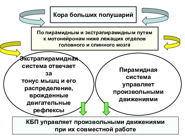 Кора больших полушарий По пирамидным и экстрапирамидным путям к мотонейронам ниже