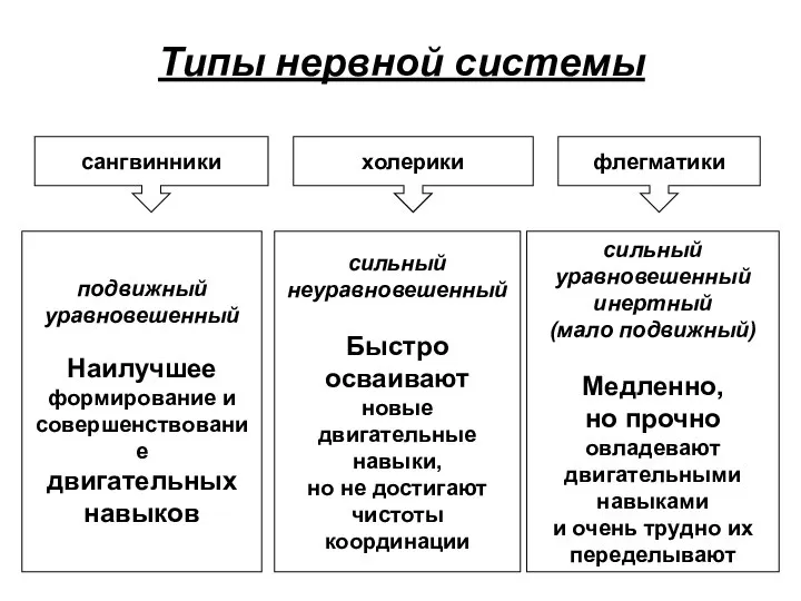 Типы нервной системы сангвинники холерики флегматики подвижный уравновешенный Наилучшее формирование и