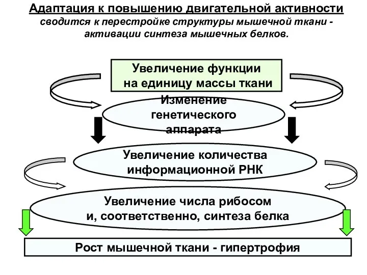 Адаптация к повышению двигательной активности сводится к перестройке структуры мышечной ткани