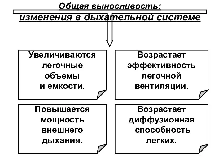 Общая выносливость: изменения в дыхательной системе Возрастает эффективность легочной вентиляции. Возрастает