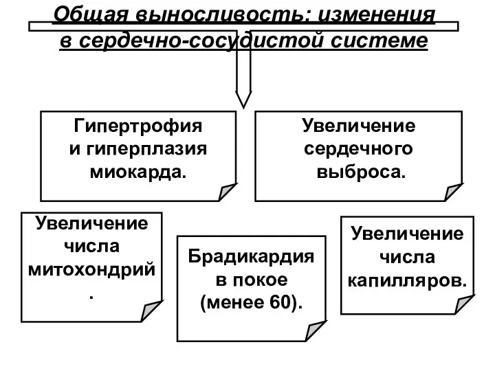 Общая выносливость: изменения в сердечно-сосудистой системе Увеличение сердечного выброса. Увеличение числа