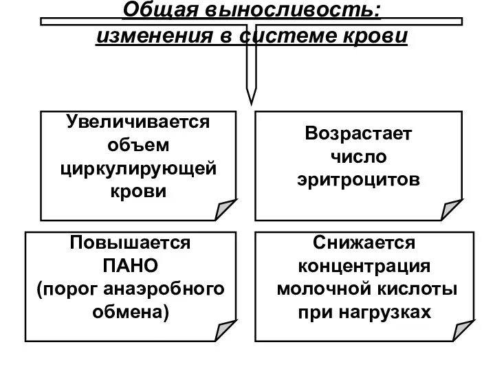 Общая выносливость: изменения в системе крови Возрастает число эритроцитов Снижается концентрация