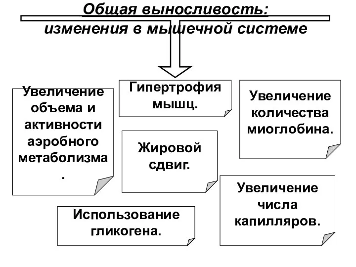 Общая выносливость: изменения в мышечной системе Увеличение количества миоглобина. Увеличение числа