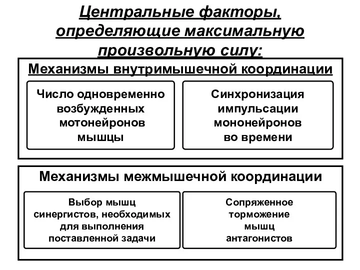 Центральные факторы, определяющие максимальную произвольную силу: Механизмы внутримышечной координации Механизмы межмышечной