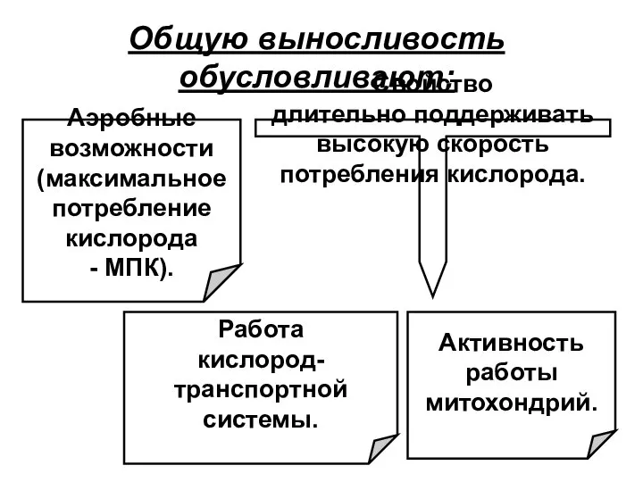 Общую выносливость обусловливают: Аэробные возможности (максимальное потребление кислорода - МПК). Активность