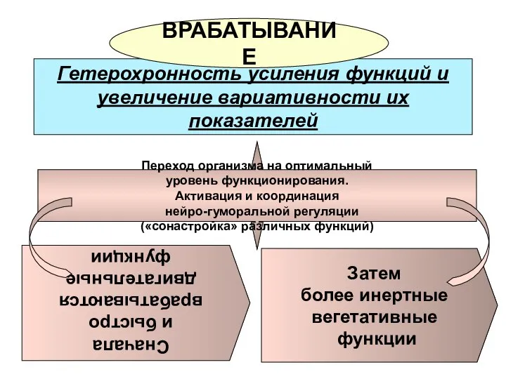 Гетерохронность усиления функций и увеличение вариативности их показателей Сначала и быстро