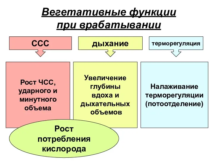 Вегетативные функции при врабатывании ССС дыхание терморегуляция Рост ЧСС, ударного и