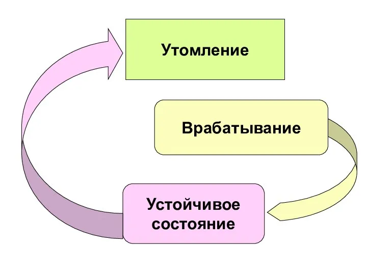 Врабатывание Устойчивое состояние Утомление