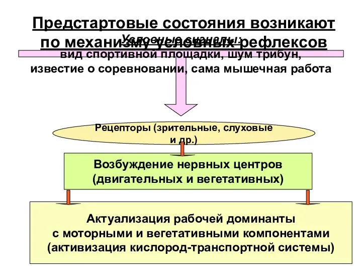 Предстартовые состояния возникают по механизму условных рефлексов Условные сигналы: вид спортивной