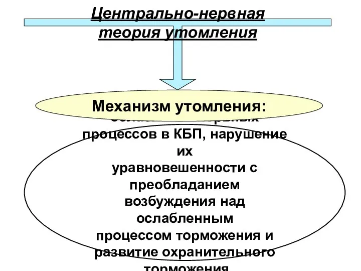 Центрально-нервная теория утомления ослабление нервных процессов в КБП, нарушение их уравновешенности