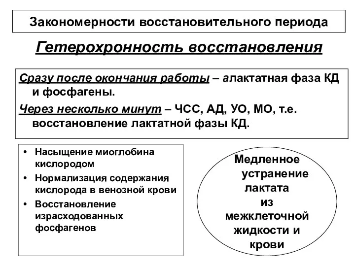 Гетерохронность восстановления Насыщение миоглобина кислородом Нормализация содержания кислорода в венозной крови