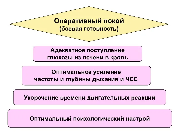 Оперативный покой (боевая готовность) Адекватное поступление глюкозы из печени в кровь