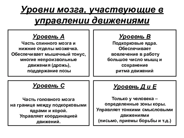 Уровни мозга, участвующие в управлении движениями Уровень А Часть спинного мозга