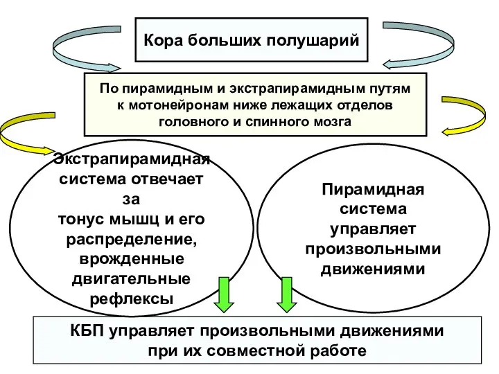 Кора больших полушарий По пирамидным и экстрапирамидным путям к мотонейронам ниже