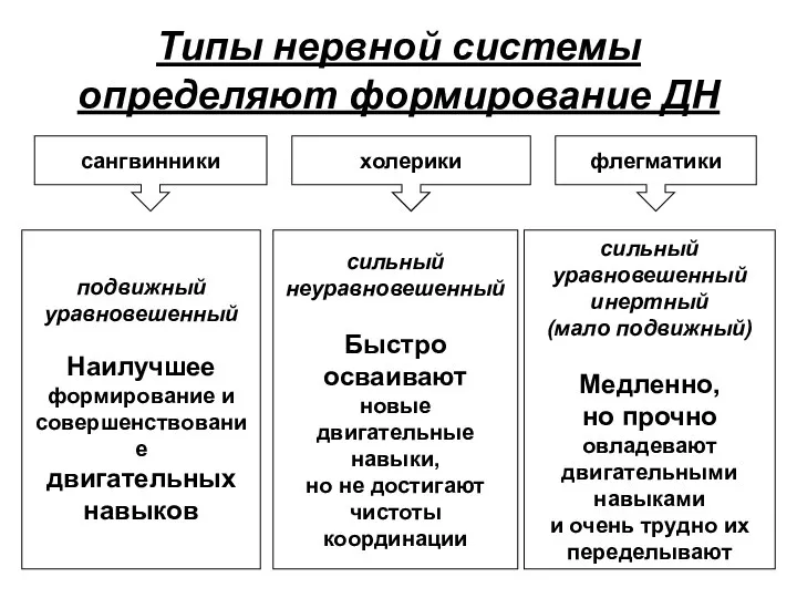 Типы нервной системы определяют формирование ДН сангвинники холерики флегматики подвижный уравновешенный