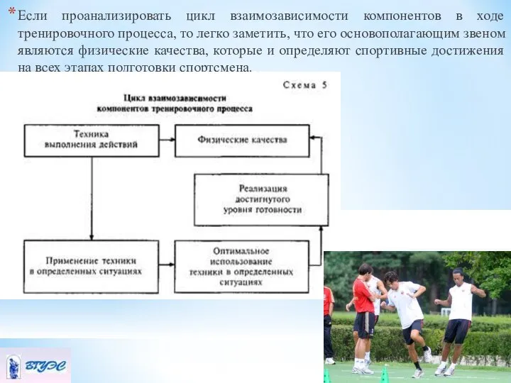 Если проанализировать цикл взаимозависимости компонентов в ходе тренировочного процесса, то легко