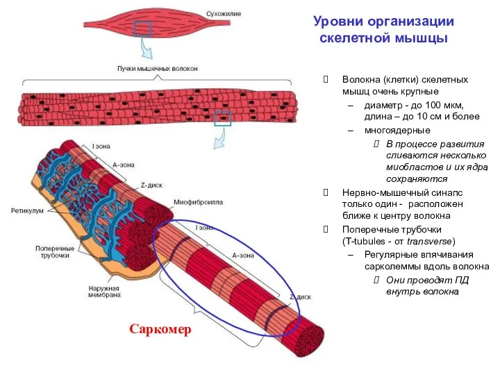 Уровни организации скелетной мышцы Волокна (клетки) скелетных мышц очень крупные диаметр