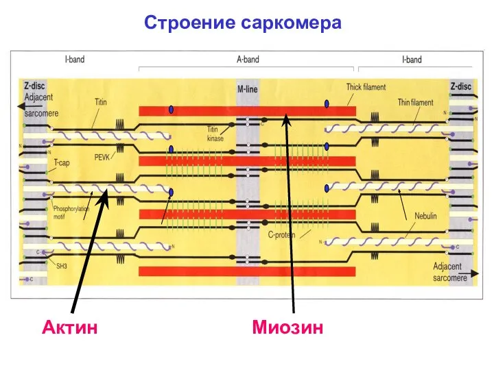 Строение саркомера Миозин Актин