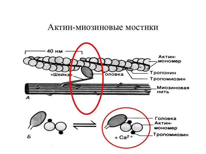 Актин-миозиновые мостики