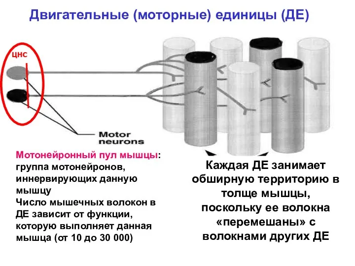 Двигательные (моторные) единицы (ДЕ) ЦНС Мотонейронный пул мышцы: группа мотонейронов, иннервирующих