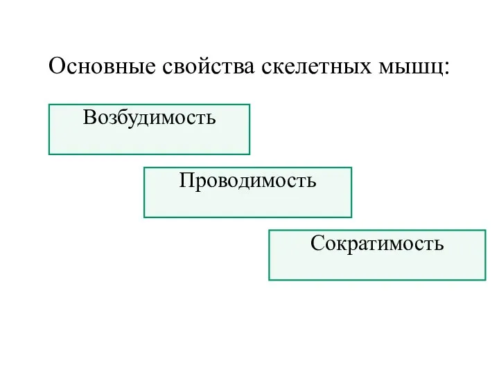 Основные свойства скелетных мышц: Проводимость Возбудимость Сократимость