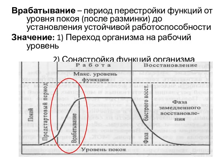 Врабатывание – период перестройки функций от уровня покоя (после разминки) до