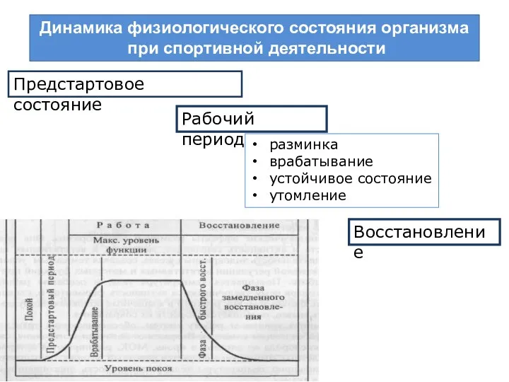 Динамика физиологического состояния организма при спортивной деятельности Рабочий период Восстановление Предстартовое