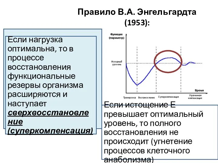 Правило В.А. Энгельгардта (1953): Всякая реакция расщепления усиливает реакции ресинтеза, которые