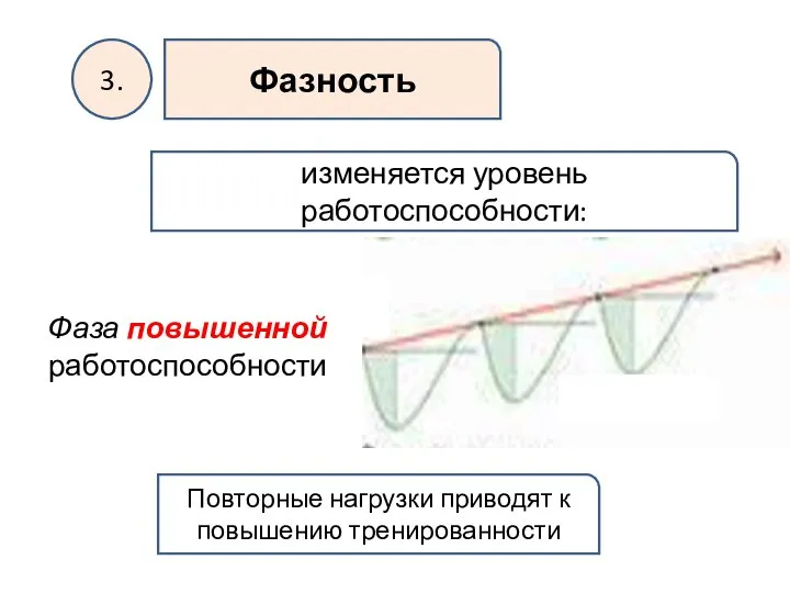 3. Фазность изменяется уровень работоспособности: Фаза повышенной работоспособности Повторные нагрузки приводят к повышению тренированности