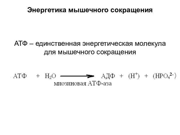 Энергетика мышечного сокращения АТФ – единственная энергетическая молекула для мышечного сокращения