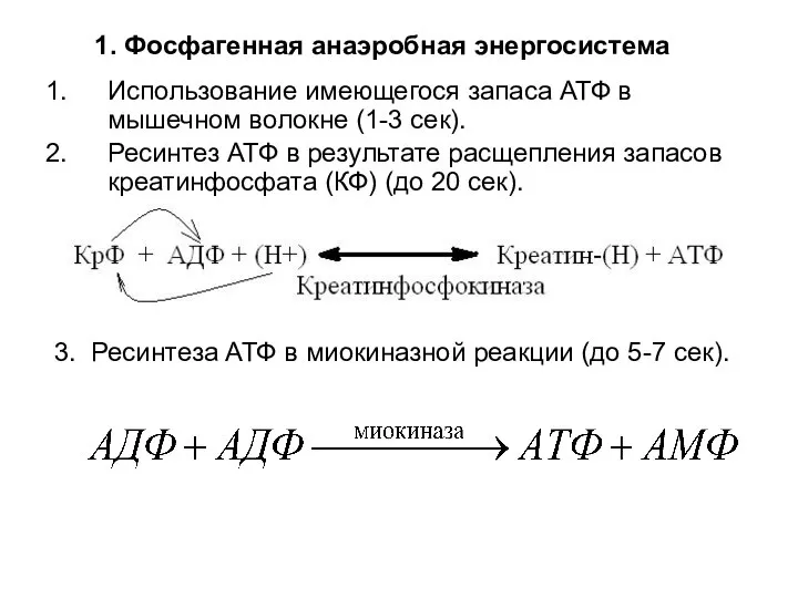 1. Фосфагенная анаэробная энергосистема Использование имеющегося запаса АТФ в мышечном волокне