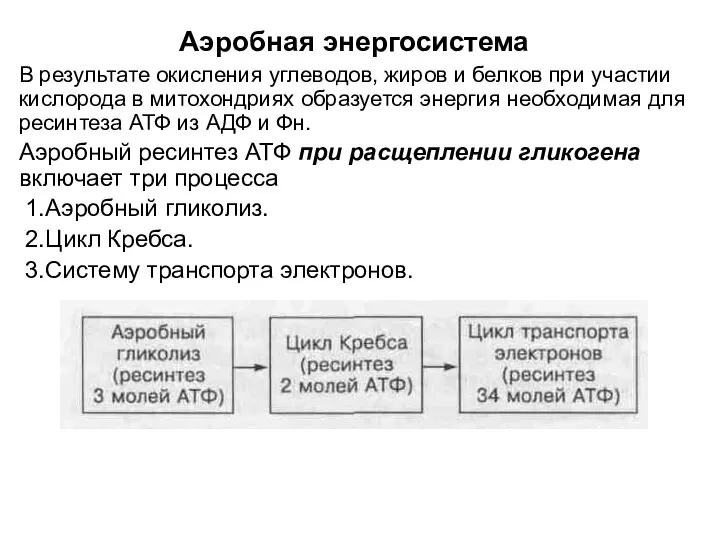 Аэробная энергосистема В результате окисления углеводов, жиров и белков при участии