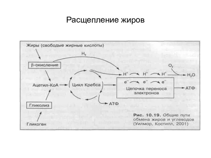 Расщепление жиров