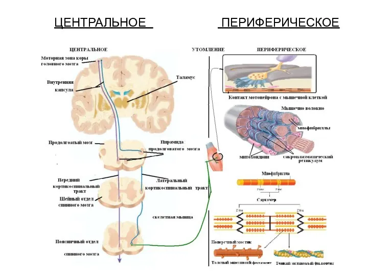 ЦЕНТРАЛЬНОЕ ПЕРИФЕРИЧЕСКОЕ