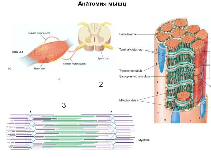 Анатомия мышц 1 2 3