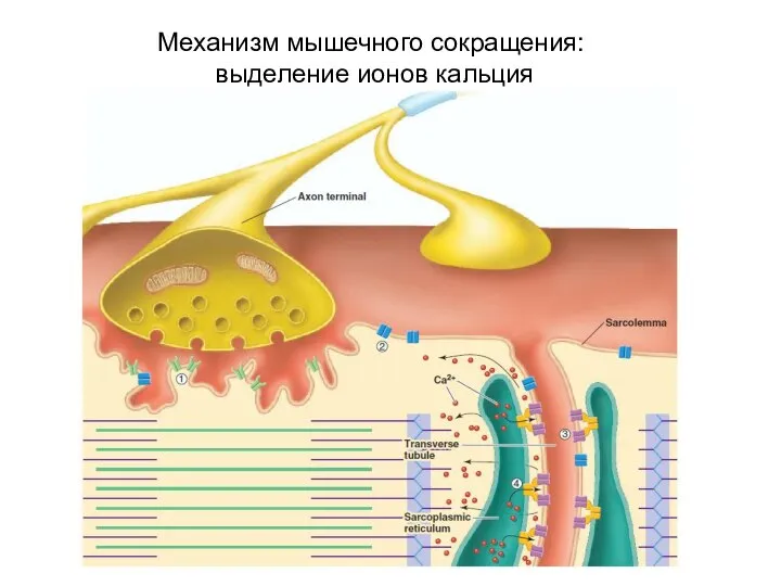 Механизм мышечного сокращения: выделение ионов кальция