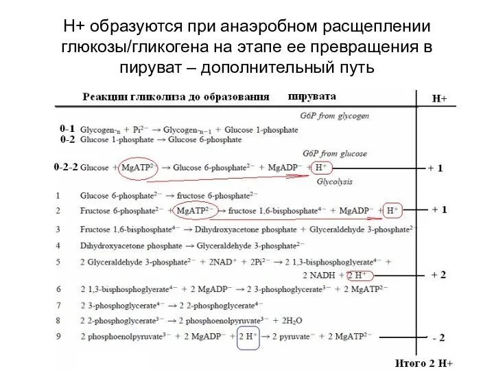 Н+ образуются при анаэробном расщеплении глюкозы/гликогена на этапе ее превращения в пируват – дополнительный путь