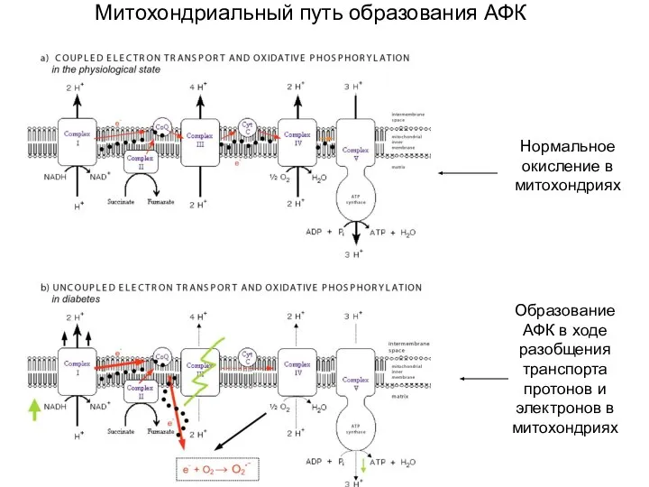 Митохондриальный путь образования АФК Нормальное окисление в митохондриях Образование АФК в